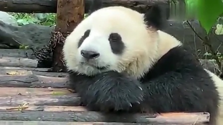 熊猫：咱家熊猫也会说话！慵懒的回应着奶妈，这小手手真可爱啊