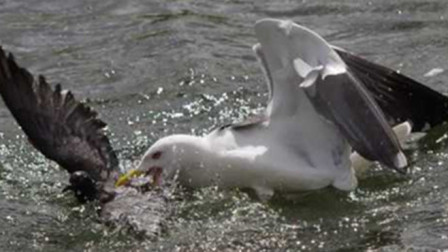 海鸥当着鸭妈妈的面吃掉小鸭子，下一秒被鸭妈妈按进水里活活淹