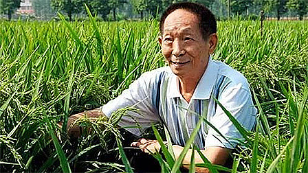 杂交水稻之父袁隆平透露：超级稻亩产或将突破1200公斤!
