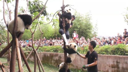 为什么国外租借的大熊猫生下的小熊猫，需要送回中国喂养？开眼界