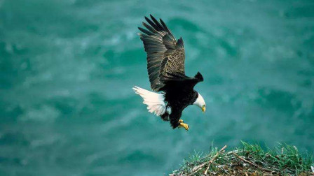 一只刚学飞的雏鹰,爬上来时还以为是一只母鸡,太大了