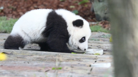 2只熊猫宝宝打架，打哭的熊猫居然找奶妈告状，网友：你个告状精