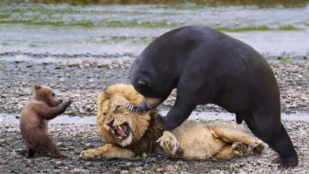 黑熊与狮王的战斗，谁才是真正的王者，观看视频见分晓