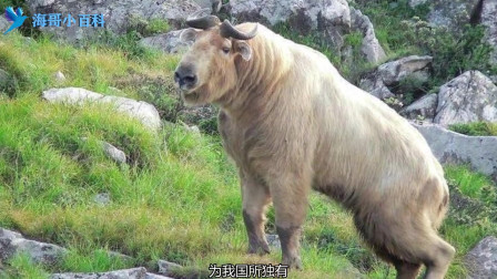 我国所独有的濒危野生动物，被称为&ldquo;六不像&rdquo;的羚牛