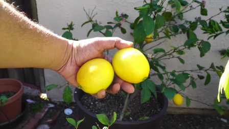 用一颗柠檬种出一颗柠檬树，在家就能摘新鲜柠檬吃，好看又好养