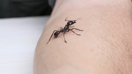 被子弹蚁咬了真的像中弹一样痛吗?我不信,我非要试试看