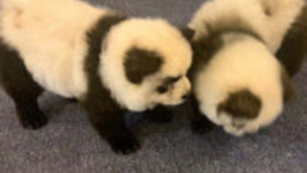 宠物咖啡馆开设新业务，收费1500将狗染色成大熊猫