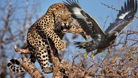 豹子想要尝尝老鹰肉，于是发起了攻击，谁能成为最终胜者？