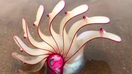 赶海小哥发现一种海螺,说是玫瑰螺,网友哪来的工艺品