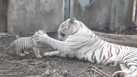 小老虎跟妈妈比拼实力白虎妈妈举起一只爪子接下来笑翻了