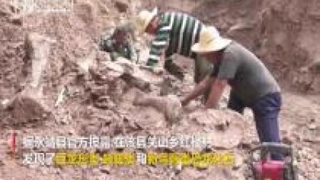 甘肃永靖县再次发现巨型恐龙骨骼化石
