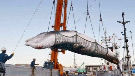 日本人为何执意捕鲸鱼？不是为吃肉，真实目的值得世界各国警惕