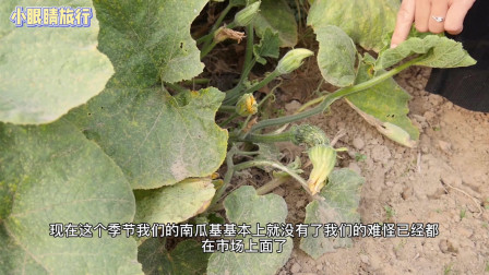 南瓜的种植方式是怎样的呢？你知道吗？
