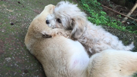 所谓虎落平阳被犬欺啊 之前潇洒得意的旺财如今却被来福欺负