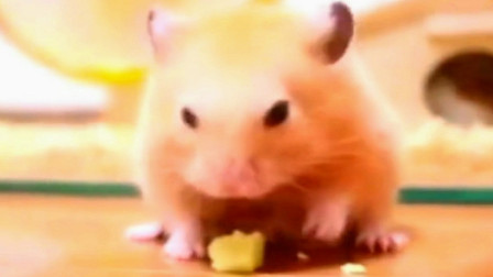 仓鼠吃同类 – 搜库