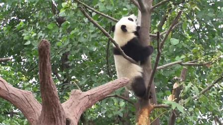 熊猫宝宝从树上摔下来，还好被奶爸接住，熊猫：吓死宝宝了