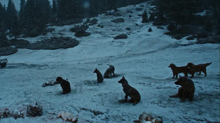 电影：狗场主人被野狼包围，关键时刻狗叫来一群狗救主人