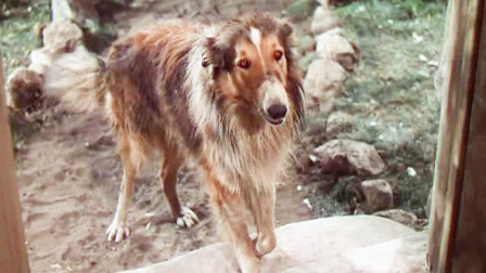 一部人狗情深的电影，忠犬被卖后跑了800公里，只为回到主人身边！