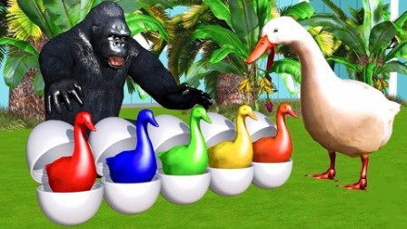 大猩猩救助鸭妈妈和孩子们学习认识颜色英语早教益智动画