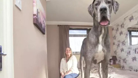 世界上体型最大的狗，女主人为了它奉献了青春，终身不嫁人
