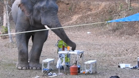 野生大象闯进野餐现场卷起一瓶烈酒就喝镜头记录全程