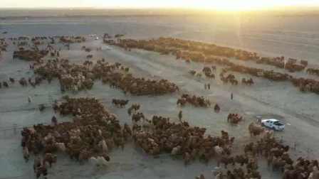 航拍内蒙古骆驼比赛，6000峰骆驼草原奔腾