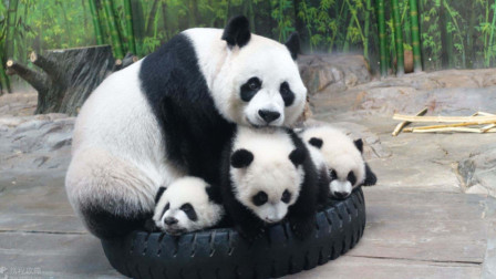 熊猫宝宝集体抱“团”取暖，奶妈：芝麻汤圆粘锅怎么破？在线等！