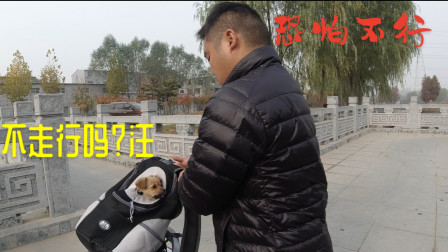 旅行美景分享，许昌这里难得的芦苇荡，两个流浪狗表示下次还会来