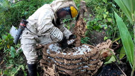 农村大叔深山里找地龙蜂,看到一个几十斤大的蜂巢,这次收获乐了