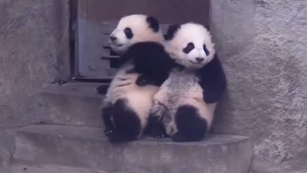 熊猫宝宝正在打架，突然看见奶爸走来，熊团子：我们是乖宝宝！