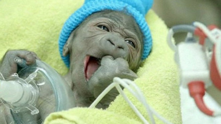 猩猩和婴儿放在一起长大会怎样专家10个月后终止实验咋回事