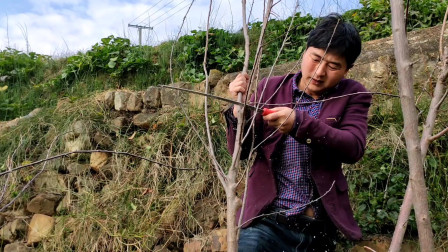 专业技术员来到攀枝花传授李子修剪技术，方法简单，一次就能学会