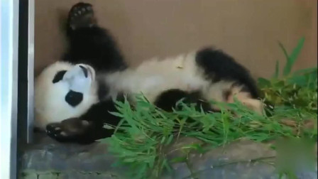 没有废话的熊猫视频：熊猫团子懒洋洋地躺着卖萌，尾巴尖上一撮黑毛是亮点