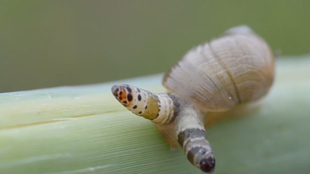 某地区发现"僵尸蜗牛",长相怪异,看完涨知识了