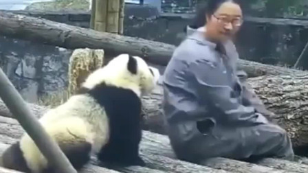 熊猫奶妈拍拍背示意要背熊猫团子回家小家伙不想回家还打奶妈