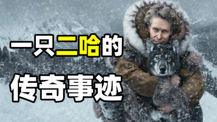 传奇雪橇犬二哈拯救一个镇孩子的感人故事，真实事件改编《多哥》