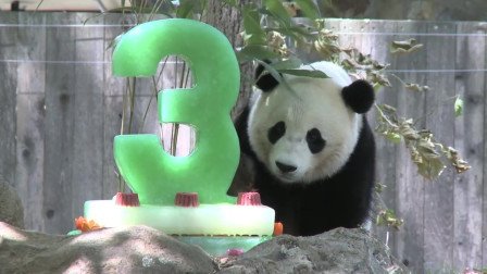 熊猫宝宝过3岁生日了，一掌把生日蛋糕打烂了，真是调皮