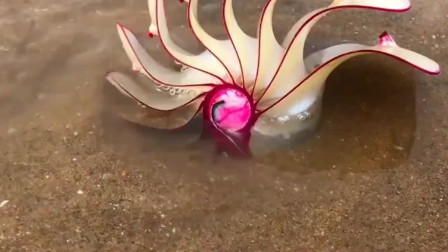 这就是传说中的玫瑰螺，有的人赶海多年都没见过，我却有幸见识到了！