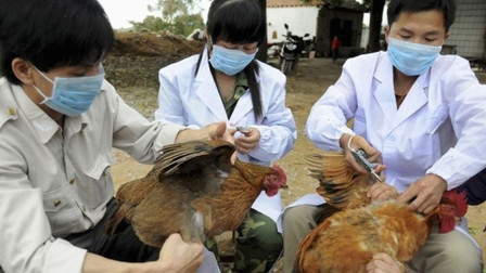 越南禽流感疫情爆发，全国多地蔓延，数万起家禽被，世动卫表态