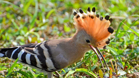 这种鸟叫臭姑姑学名戴胜鸟,是农民的好帮手,看完让你大开眼界!