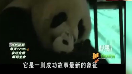 熊猫总动员：中国四川保护区，诞生一只可爱熊猫宝宝，简直太萌