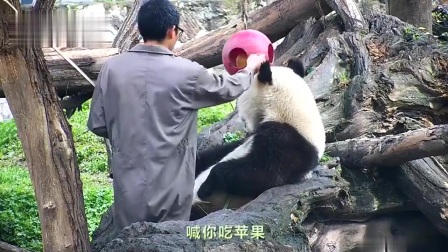 熊猫：蔓越煤不吃苹果，被奶爸点头批评，不吃苹果的熊猫不是乖滚滚