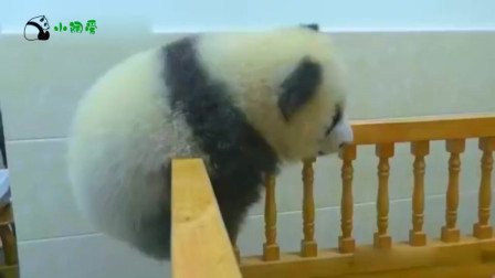 大熊猫绩笑越狱，被奶妈发现后，立马怂了！
