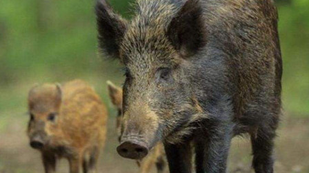 湖北神农架林区发生野猪非洲疫情 共发现野猪7头