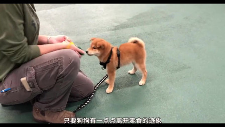 《搞笑视频》《二哈》想知道国外专业训练狗狗是什么样子的么？