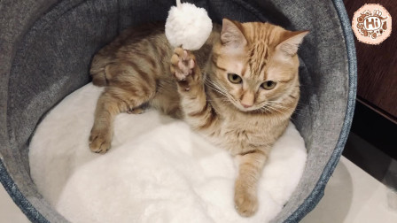 【巧克力】『橘子冰的日常』－ 危急？橘子冰的手被卡住了！欸