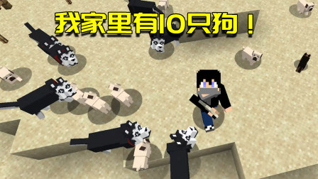 我的世界Mod：阿阳成为狗中之王？家里养了10种不同品种的宠物狗