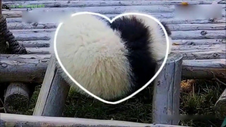 大熊猫绩笑：睡觉的姿势也是爱你的形状！