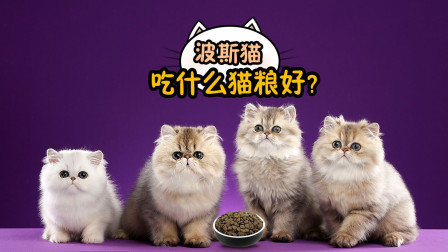 波斯猫吃什么牌子的猫粮好？