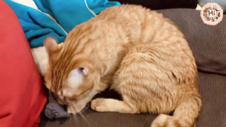 【巧克力】『橘子冰的日常』－ 橘子冰的突袭检查！我窝藏了什么？